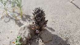 Image of desert broomrape