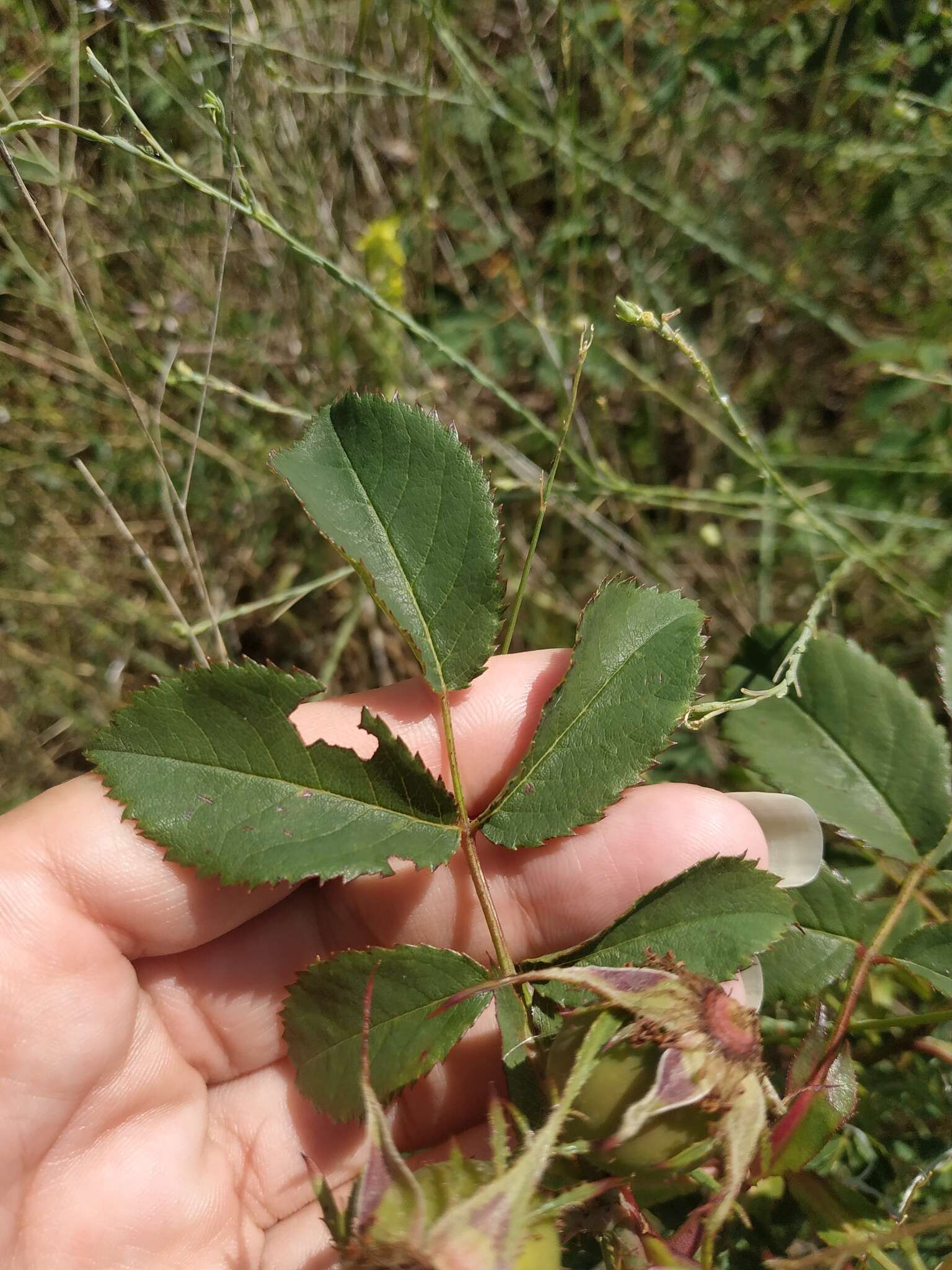 Image de Rosa marginata Wallr.