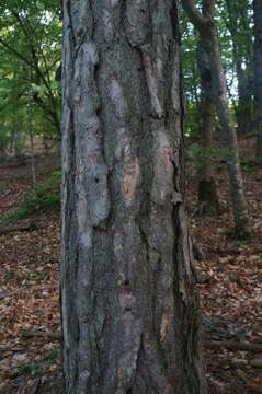 Image of Pinus nigra subsp. pallasiana (Lamb.) Holmboe