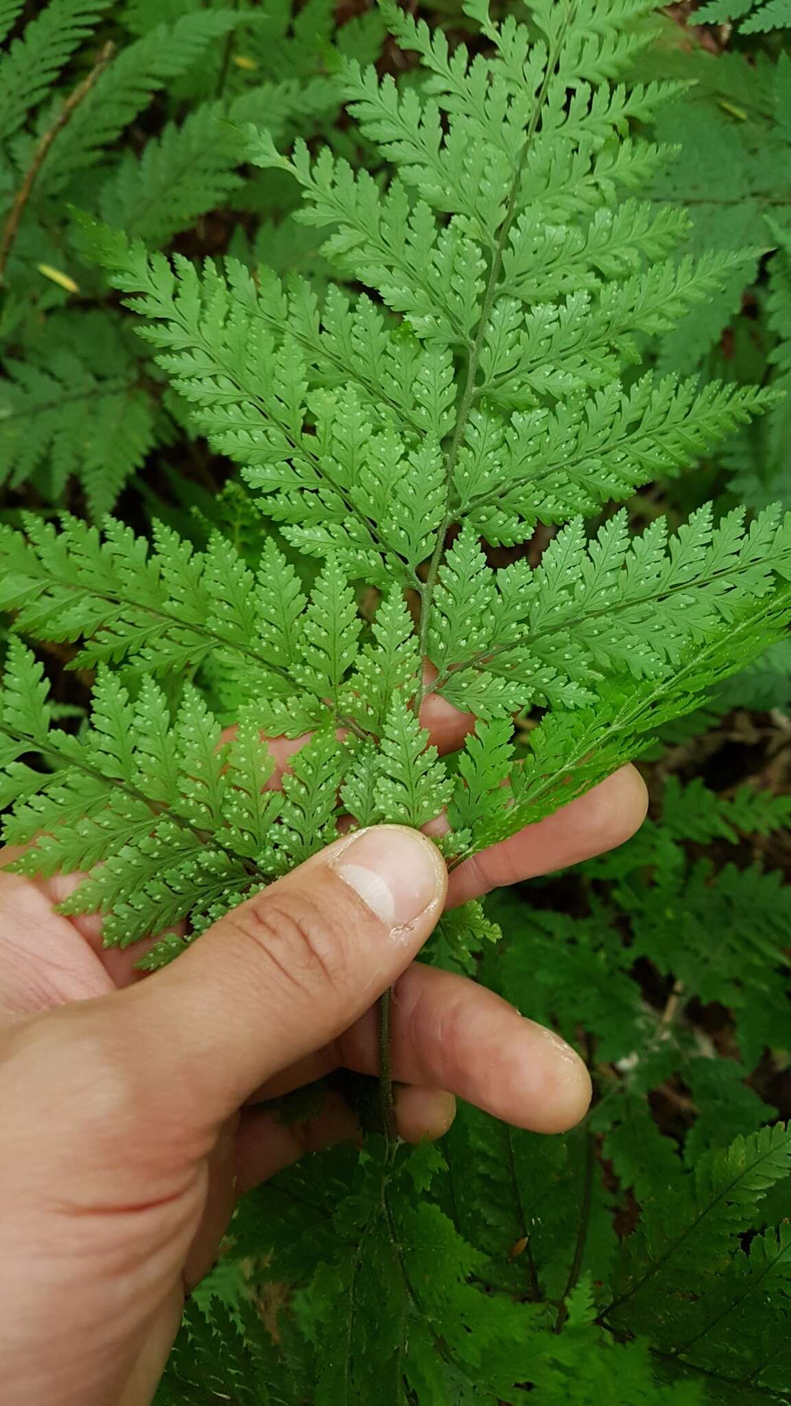 Image de Parapolystichum microsorum subsp. pentagulare (Colenso) Labiak, Sundue & R. C. Moran