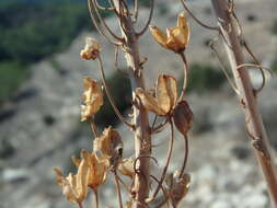 Plancia ëd Drimia aphylla (Forssk.) J. C. Manning & Goldblatt