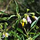 Image of Solanum salicifolium Phil.