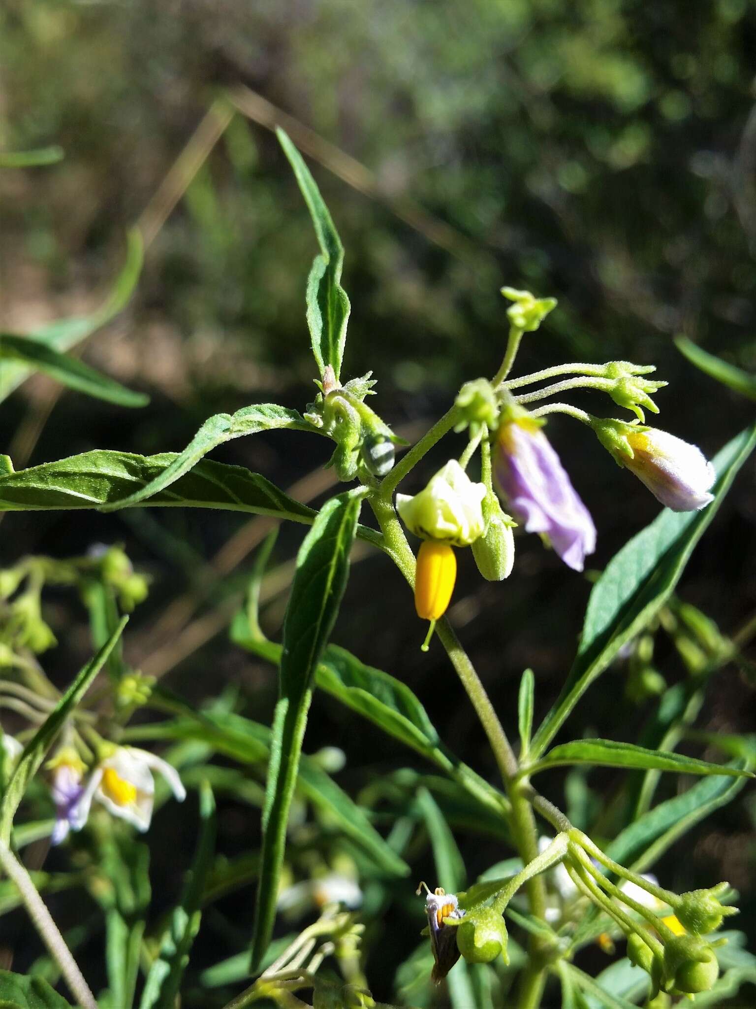 Image of Solanum salicifolium Phil.