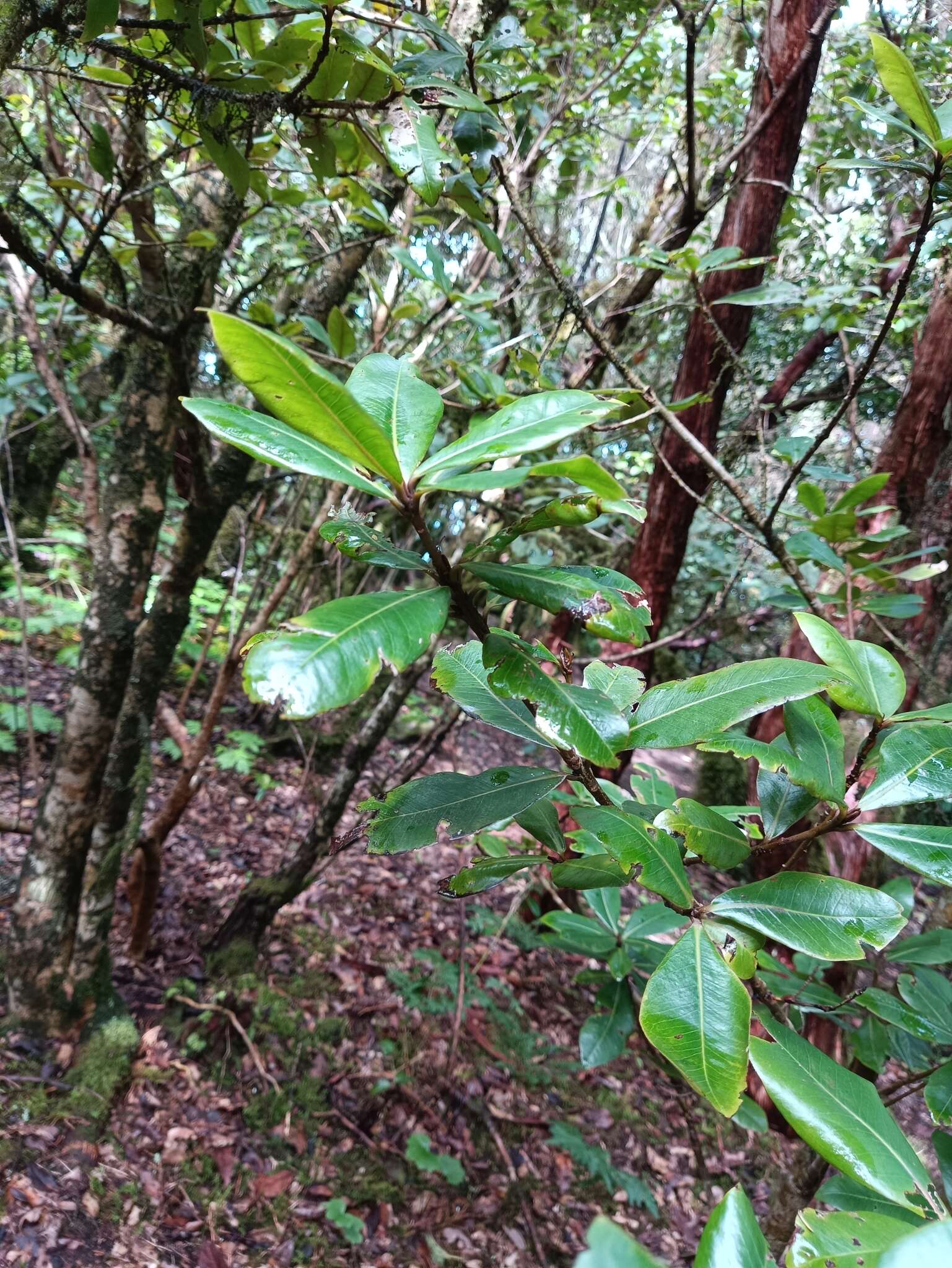 Imagem de Heberdenia excelsa (Ait.) Banks ex Roem. & Schult.