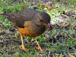 Image of Turdus olivaceus olivaceus Linnaeus 1766