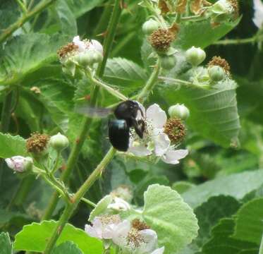 Image of Xylocopa californica californica Cresson 1864