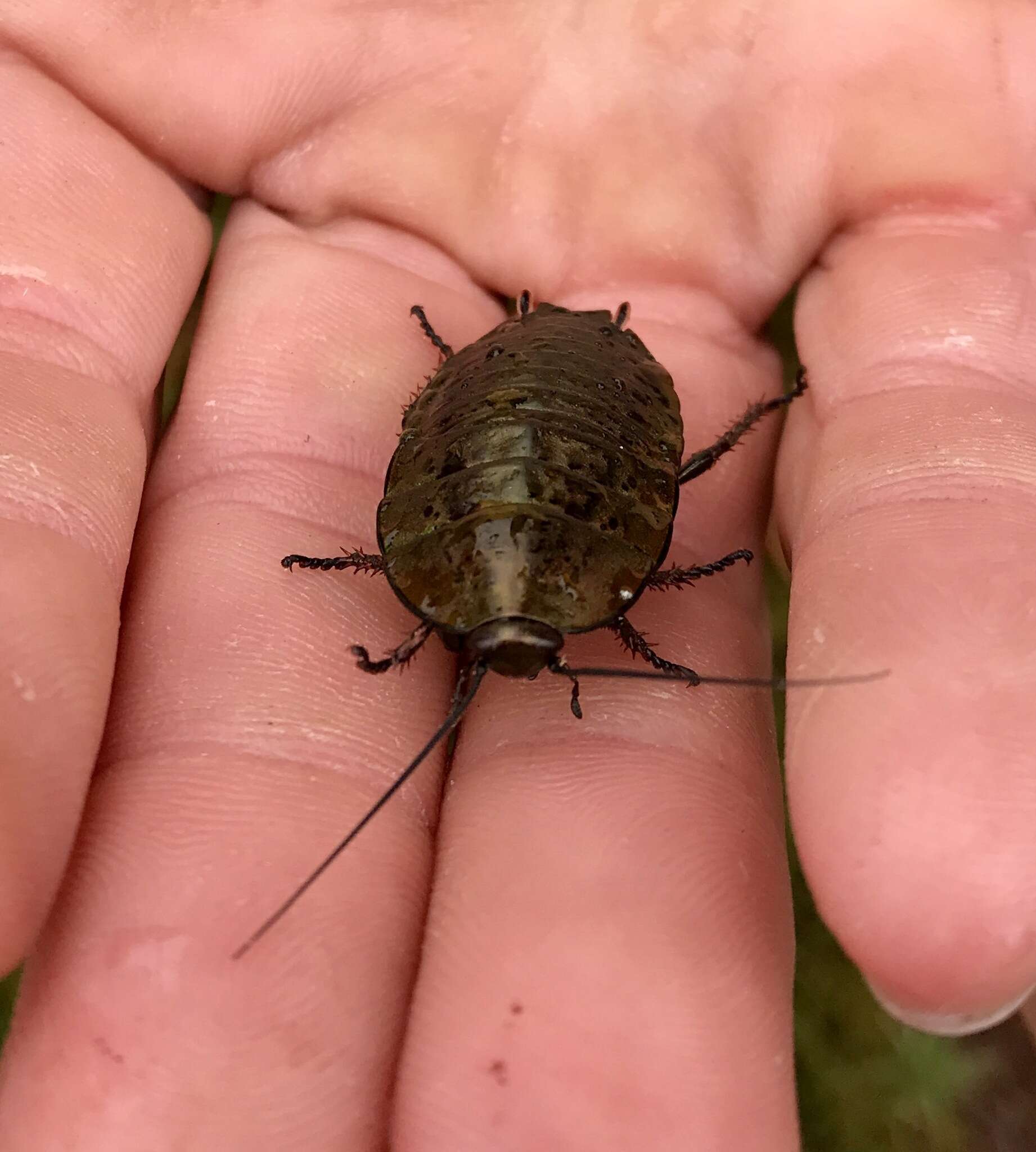 Image of Alpine metallic cockroach