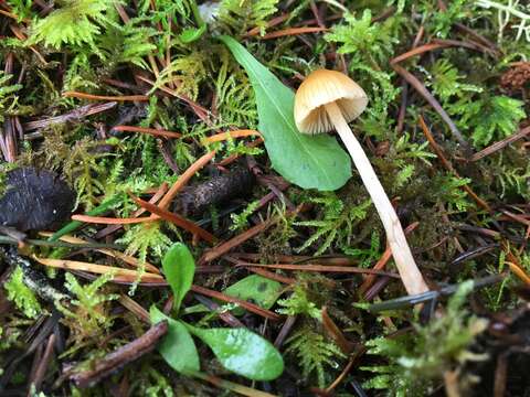 Image of Galerina semilanceata (Peck) A. H. Sm. & Singer 1964