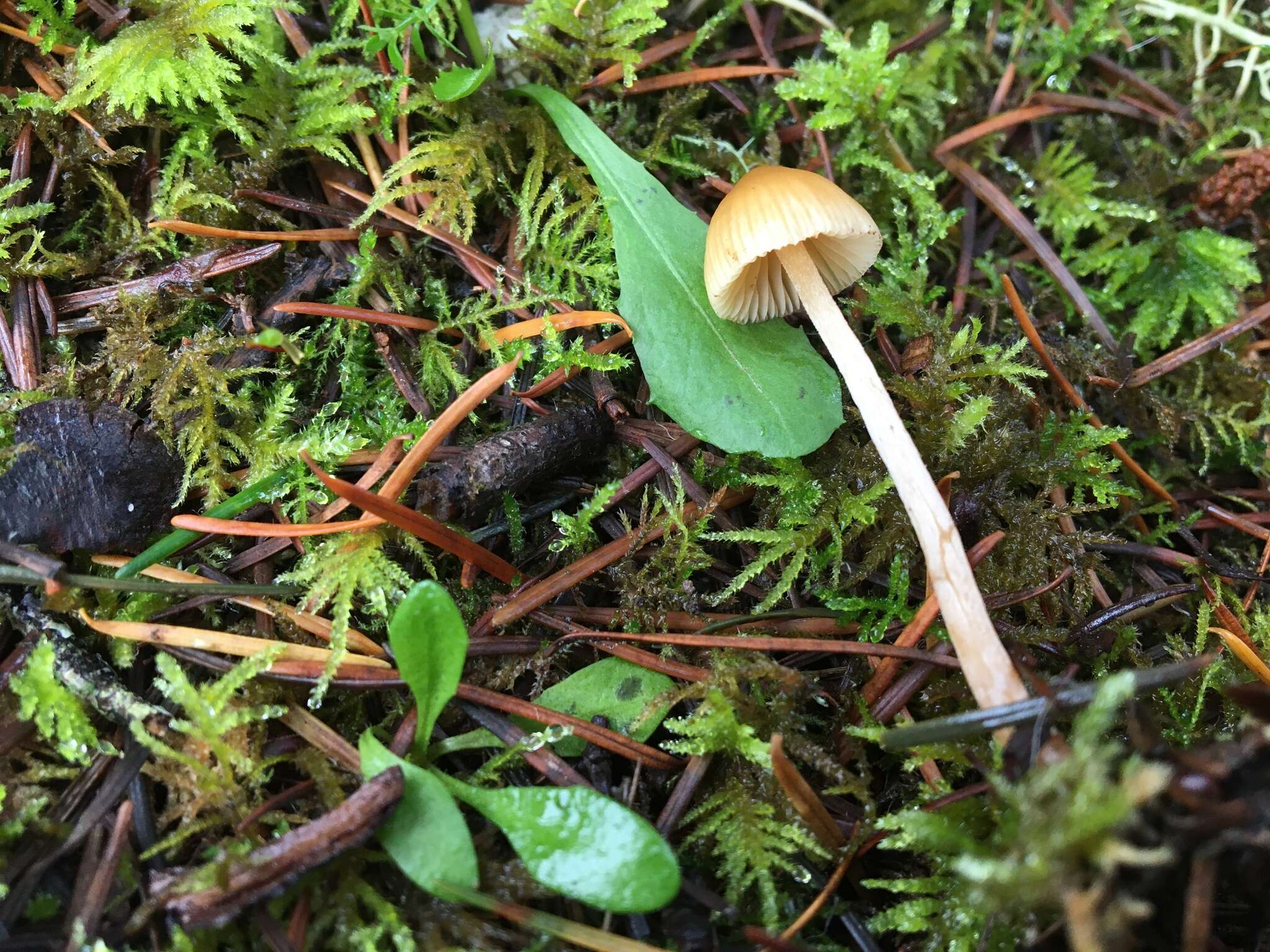 Image of Galerina semilanceata (Peck) A. H. Sm. & Singer 1964