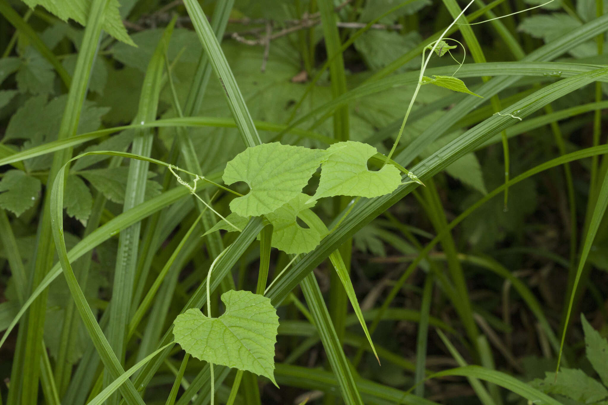 Sivun Schizopepon bryoniifolius Maxim. kuva