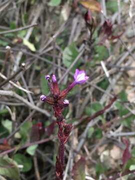 Imagem de Plumbago caerulea