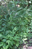 Image of Hylodesmum podocarpum subsp. oxyphyllum (DC.) H. Ohashi & R. R. Mill
