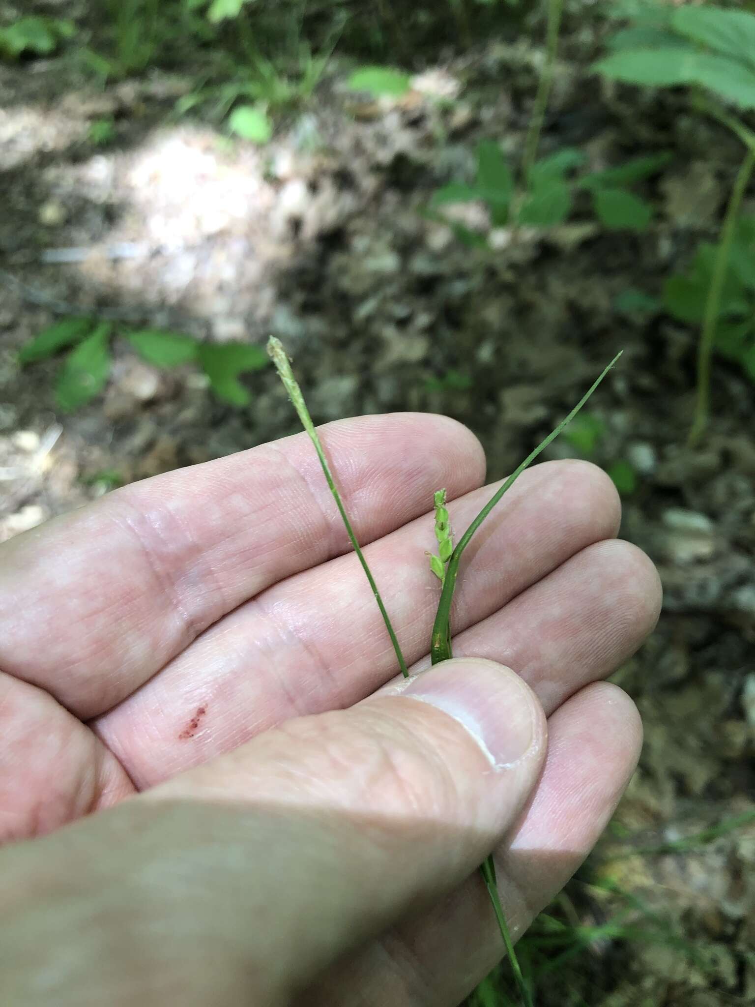 Image of slender woodland sedge