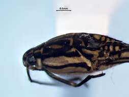 Image of Trepobates inermis Esaki 1926