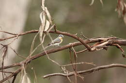 Image of Satin Flycatcher