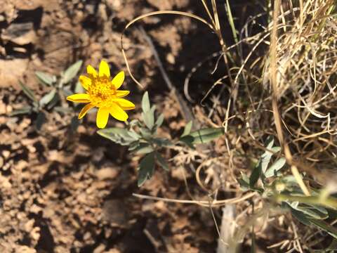 Image of hairyseed bahia