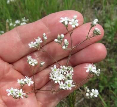 Image of Gypsophila altissima L.