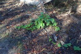 صورة Dioscorea burchellii Baker