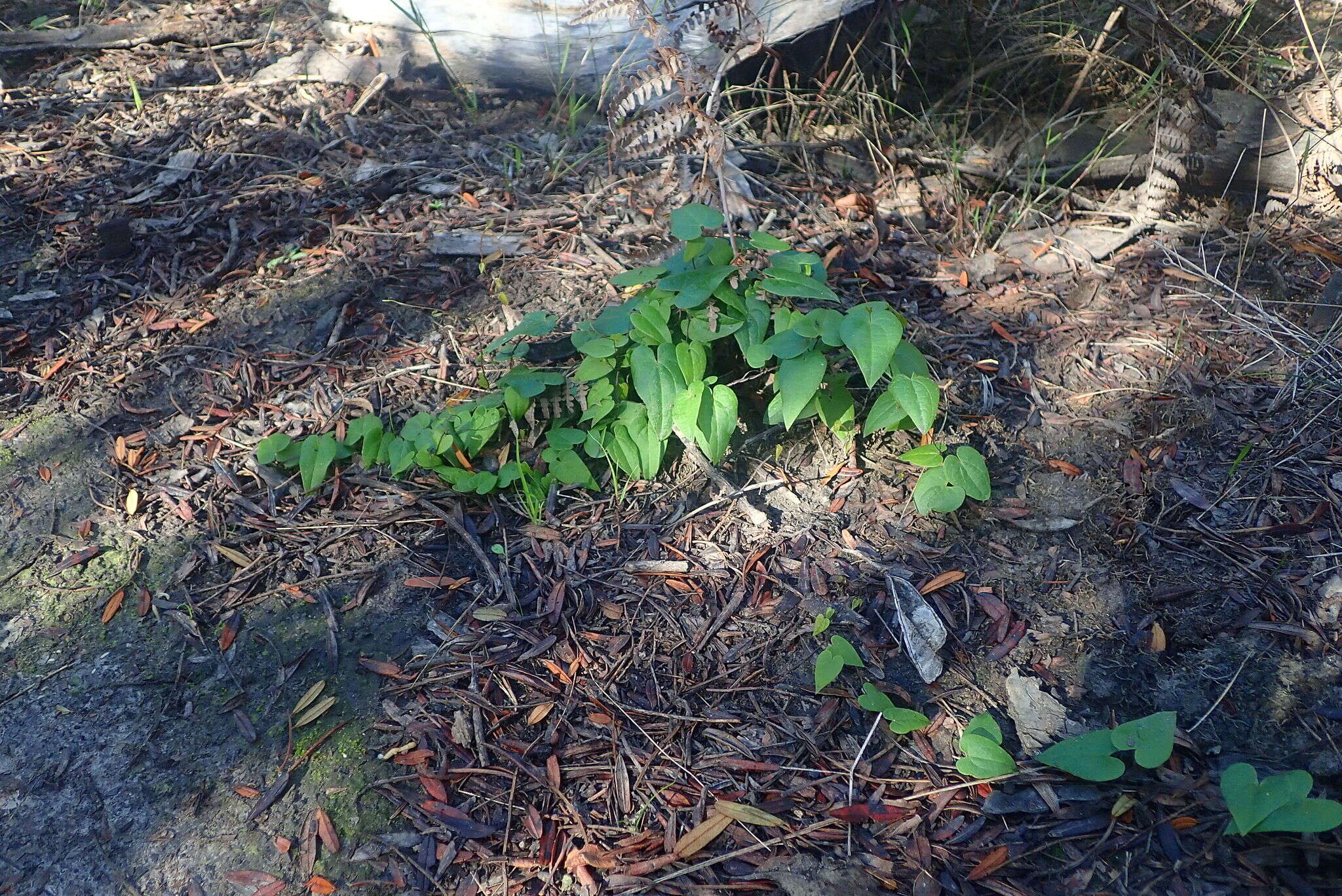 Dioscorea burchellii Baker的圖片