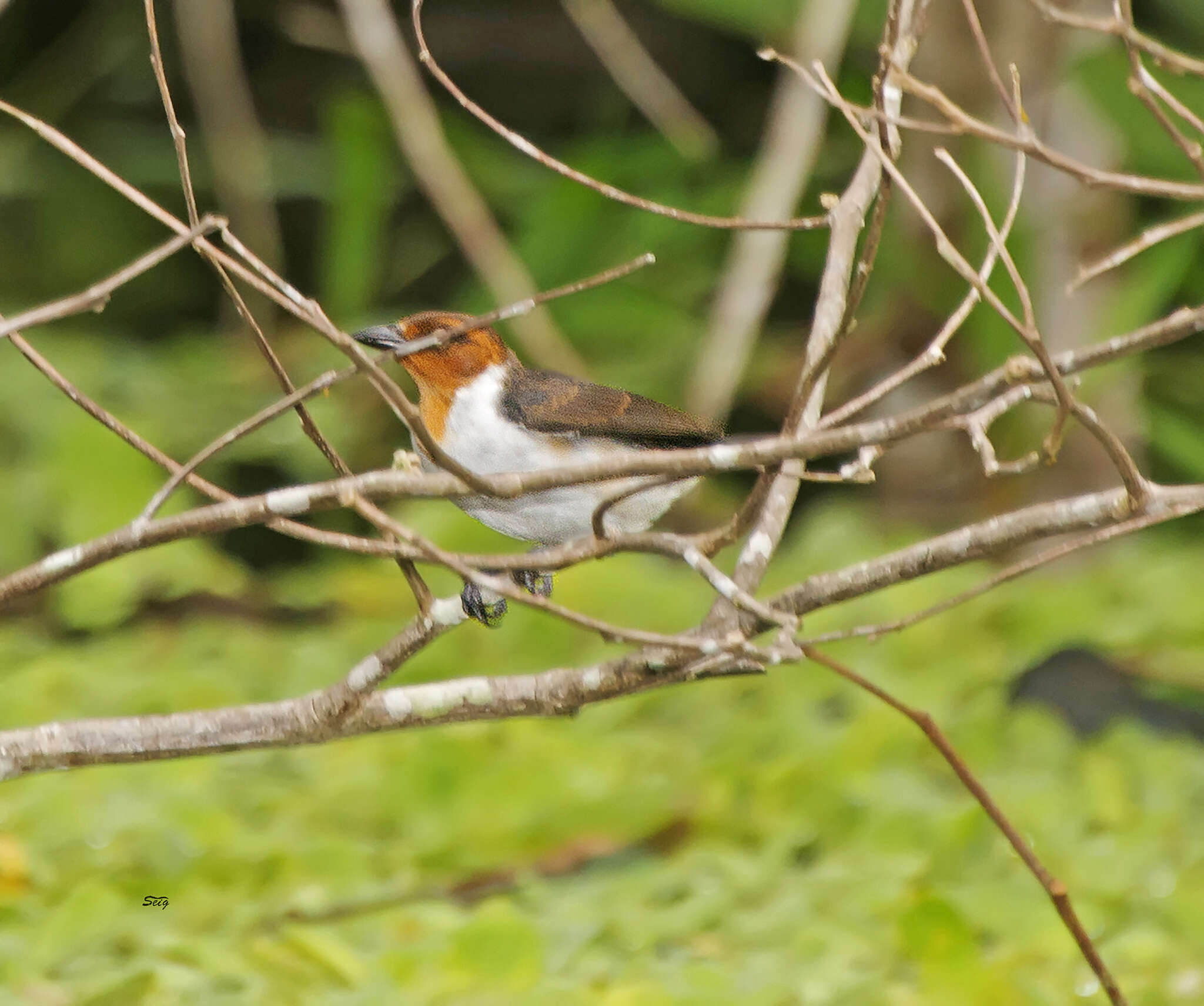 Image of Red-capped Cardinal