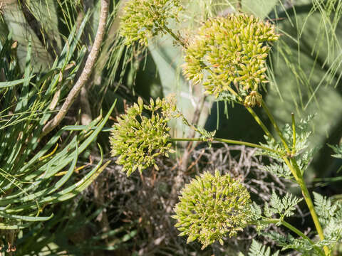 Imagem de Todaroa aurea subsp. aurea