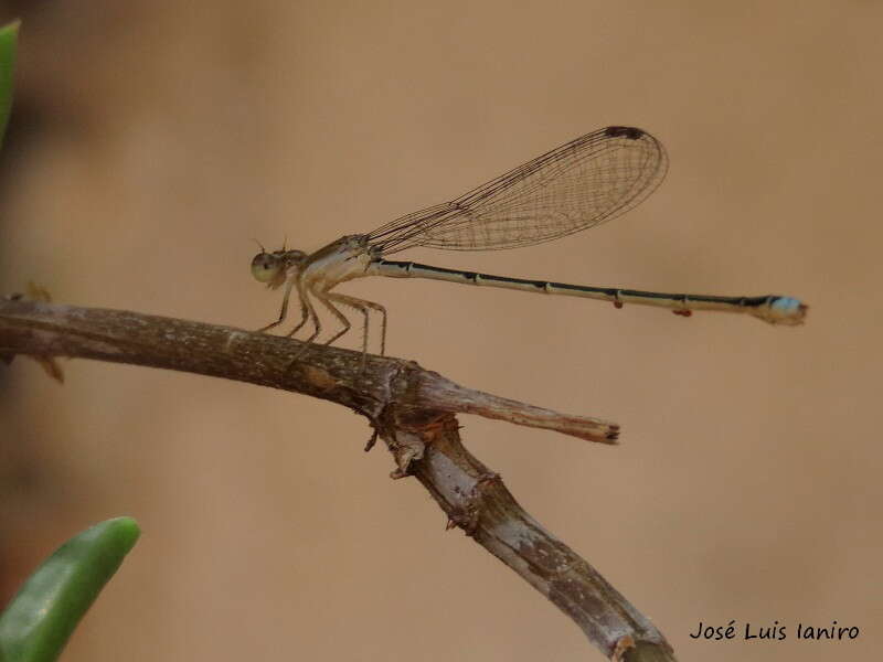 Image of Argentagrion ambiguum (Ris 1904)