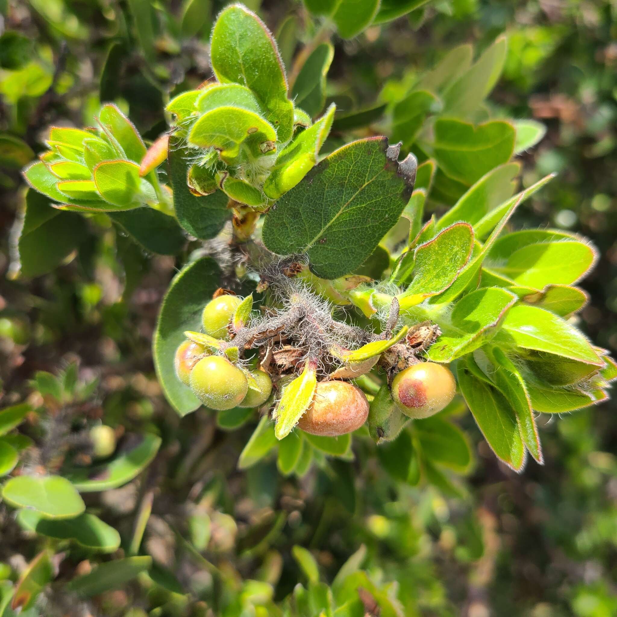 Image of whitehair manzanita