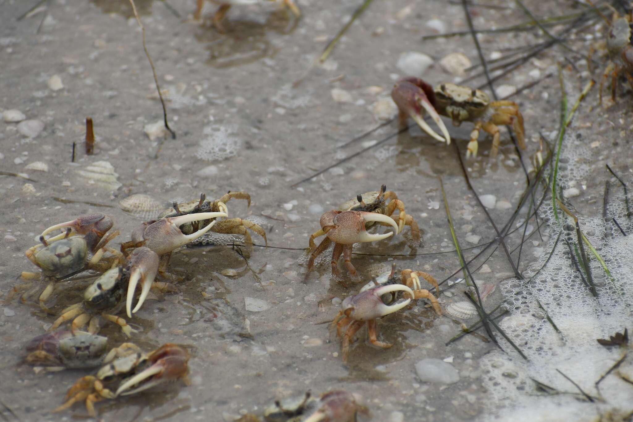 Image of Leptuca panacea (Novak & Salmon 1974)