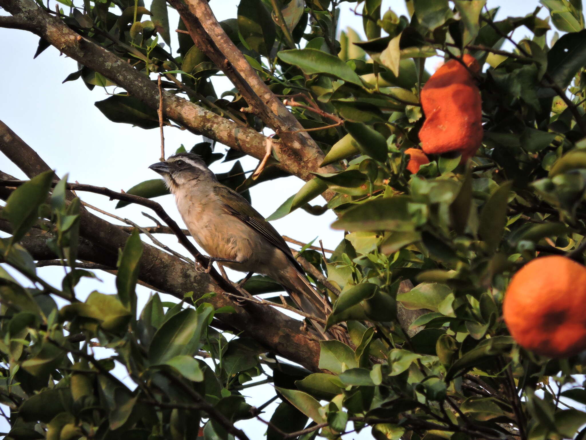 Imagem de Saltator similis d'Orbigny & Lafresnaye 1837