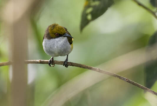 Image of Olive-capped Flowerpecker