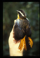 Image of Blue-shouldered Robin