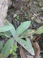 Image of Helichrysum mixtum var. mixtum