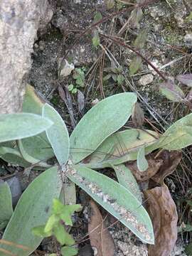 Image de Helichrysum mixtum var. mixtum