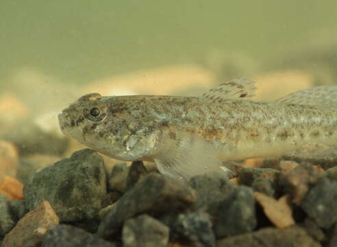 Image of Common Goby