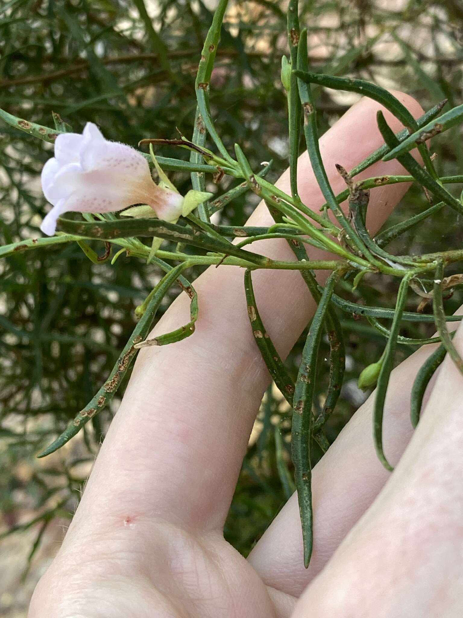 Image of Eremophila clarkei Oldfield & F. Muell.