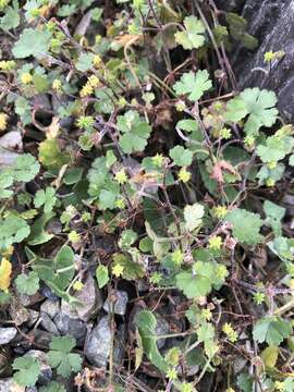 Image of Hydrocotyle benguetensis Elm.