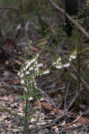 Image of Styphelia fletcheri subsp. fletcheri