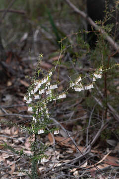 Image of Styphelia fletcheri subsp. fletcheri