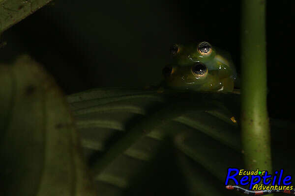 Image of Dwarf Glassfrog