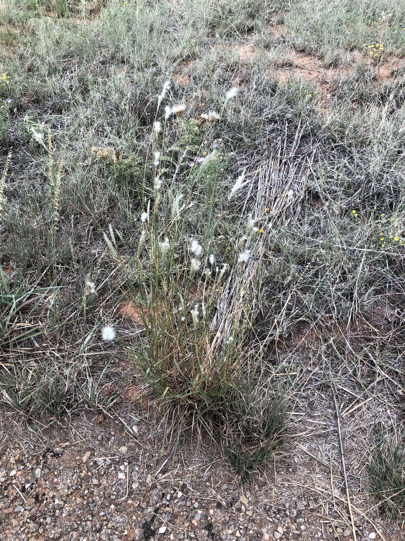 صورة Bothriochloa springfieldii (Gould) Parodi