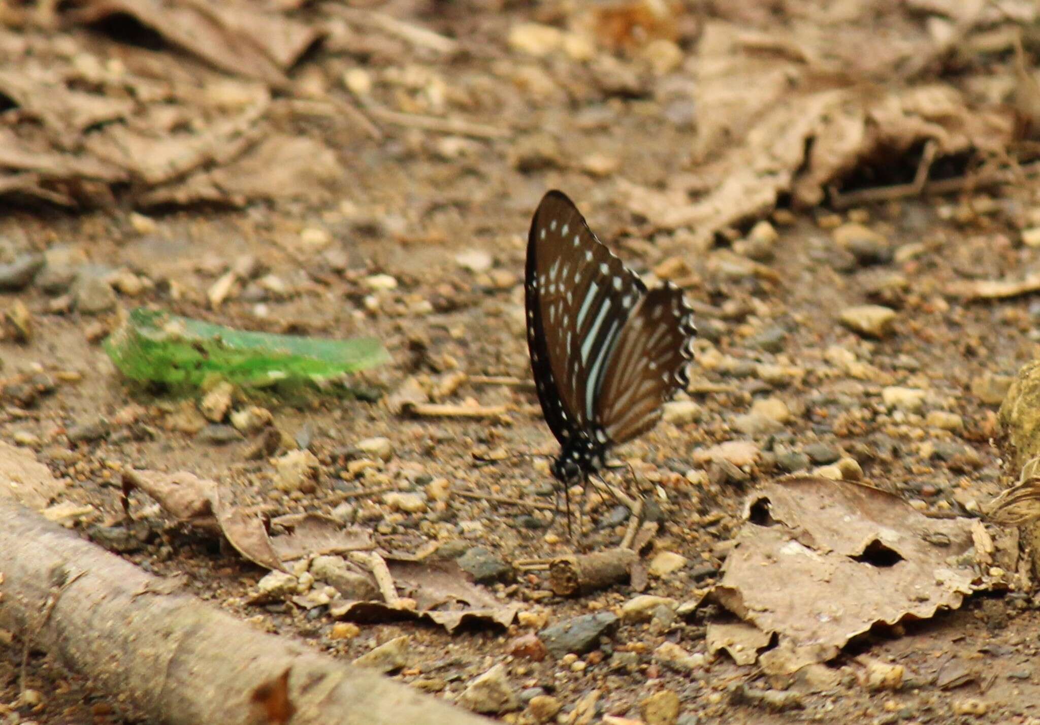 Sivun Graphium macareus (Godart 1819) kuva