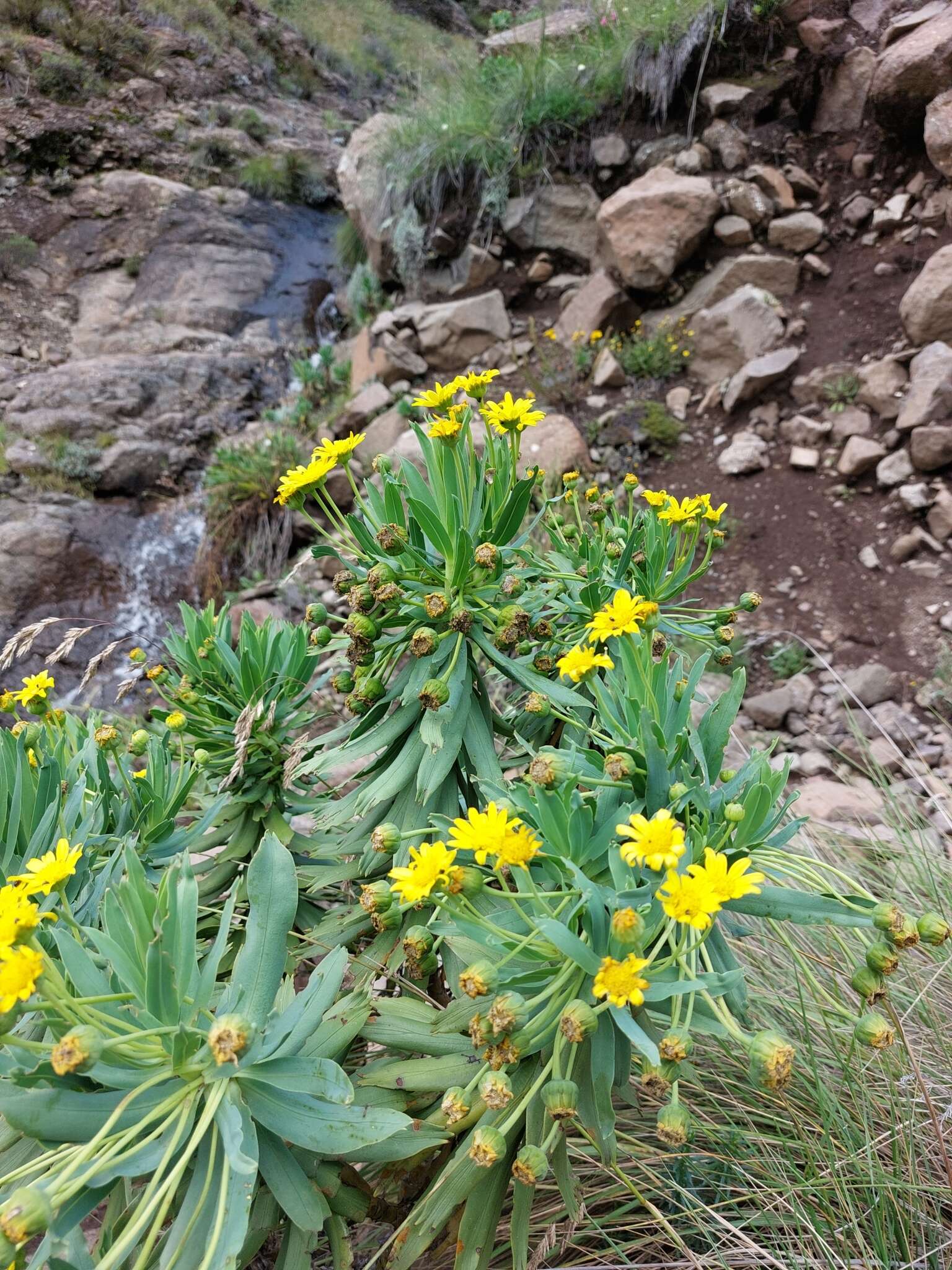 Image of Euryops evansii Schltr.