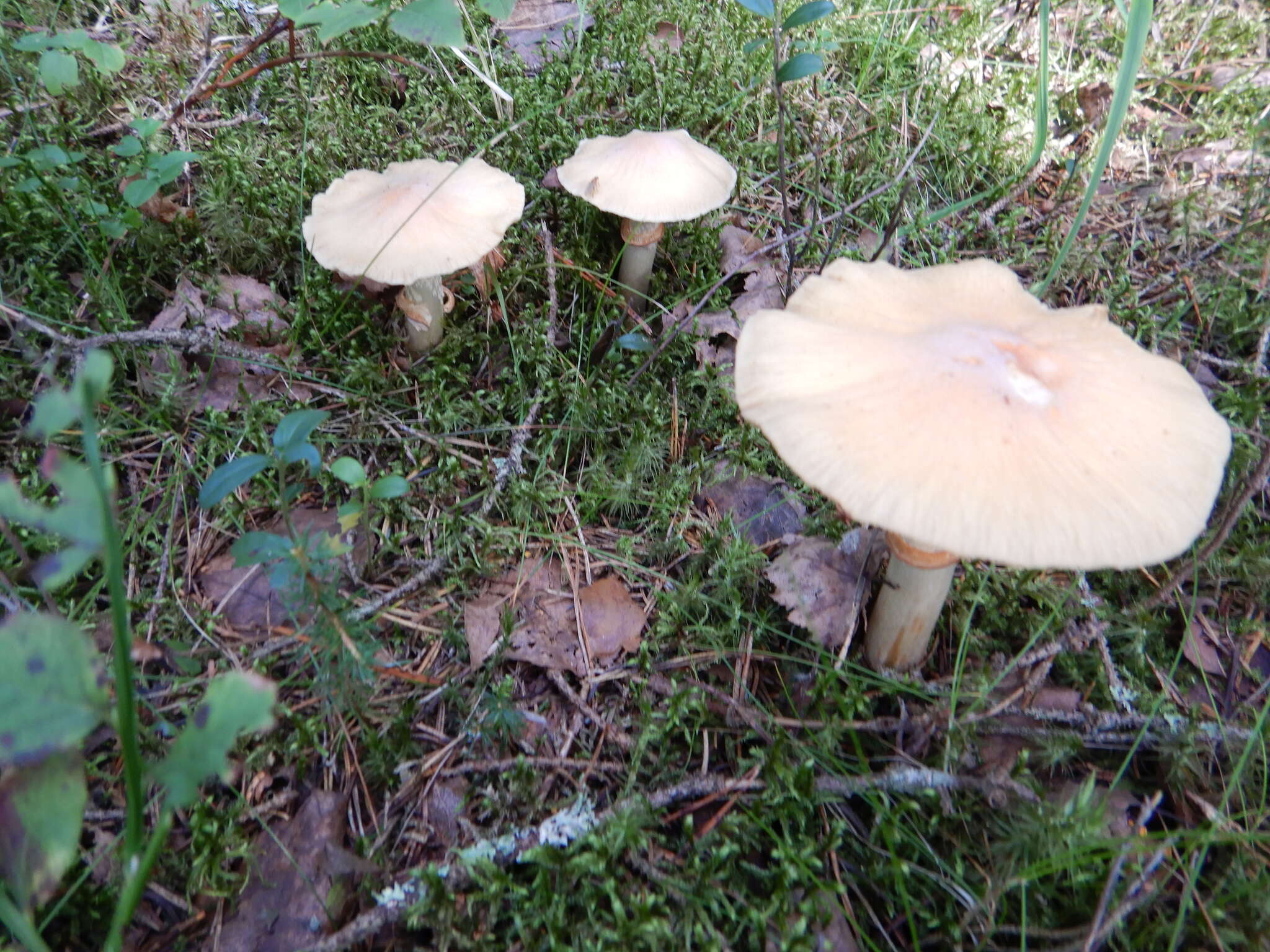 Image of Cortinarius caperatus (Pers.) Fr. 1838