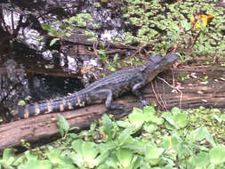 Image of alligators