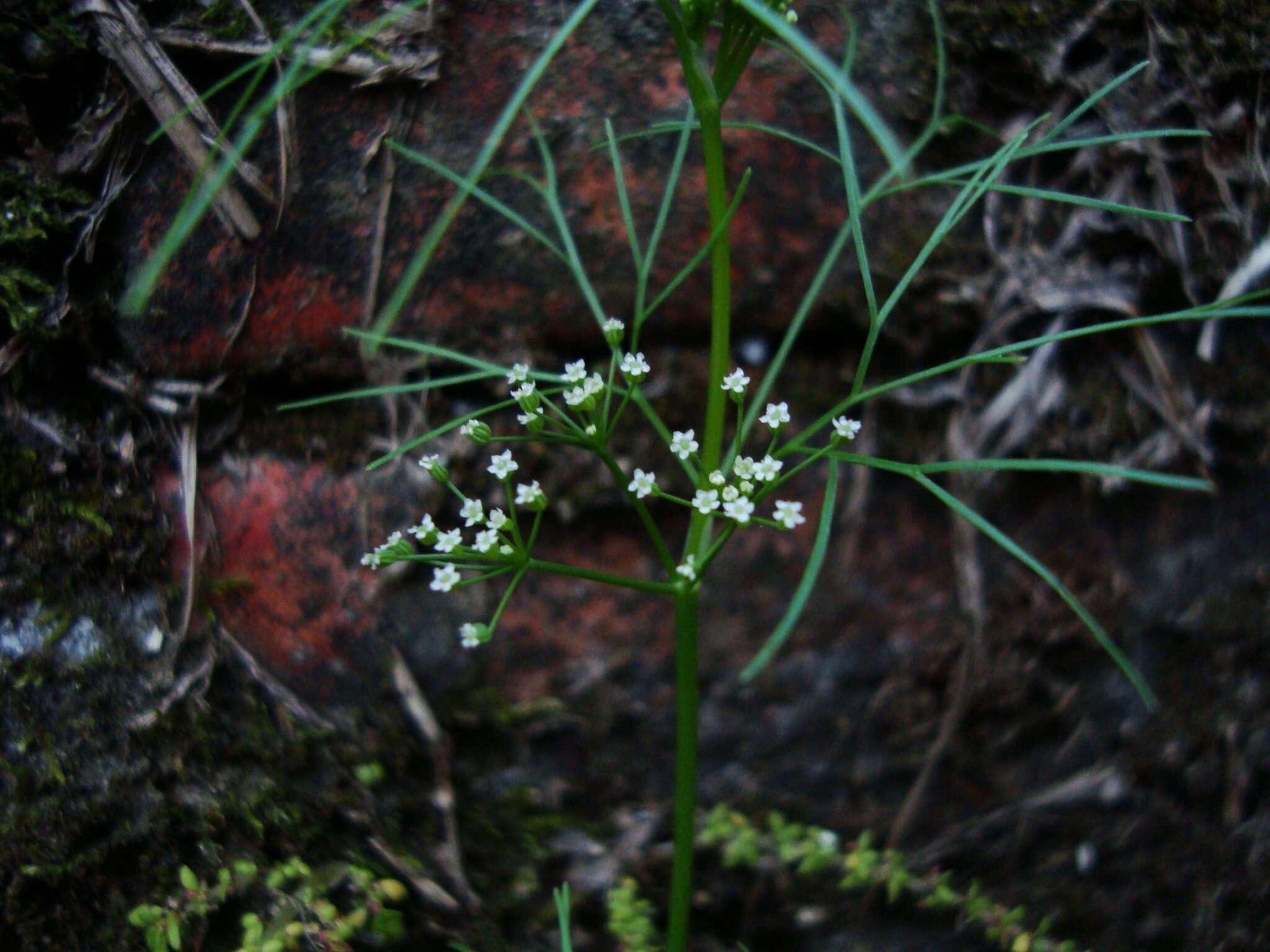 Imagem de <i>Cyclospermum <i>leptophyllum</i></i> var. leptophyllum