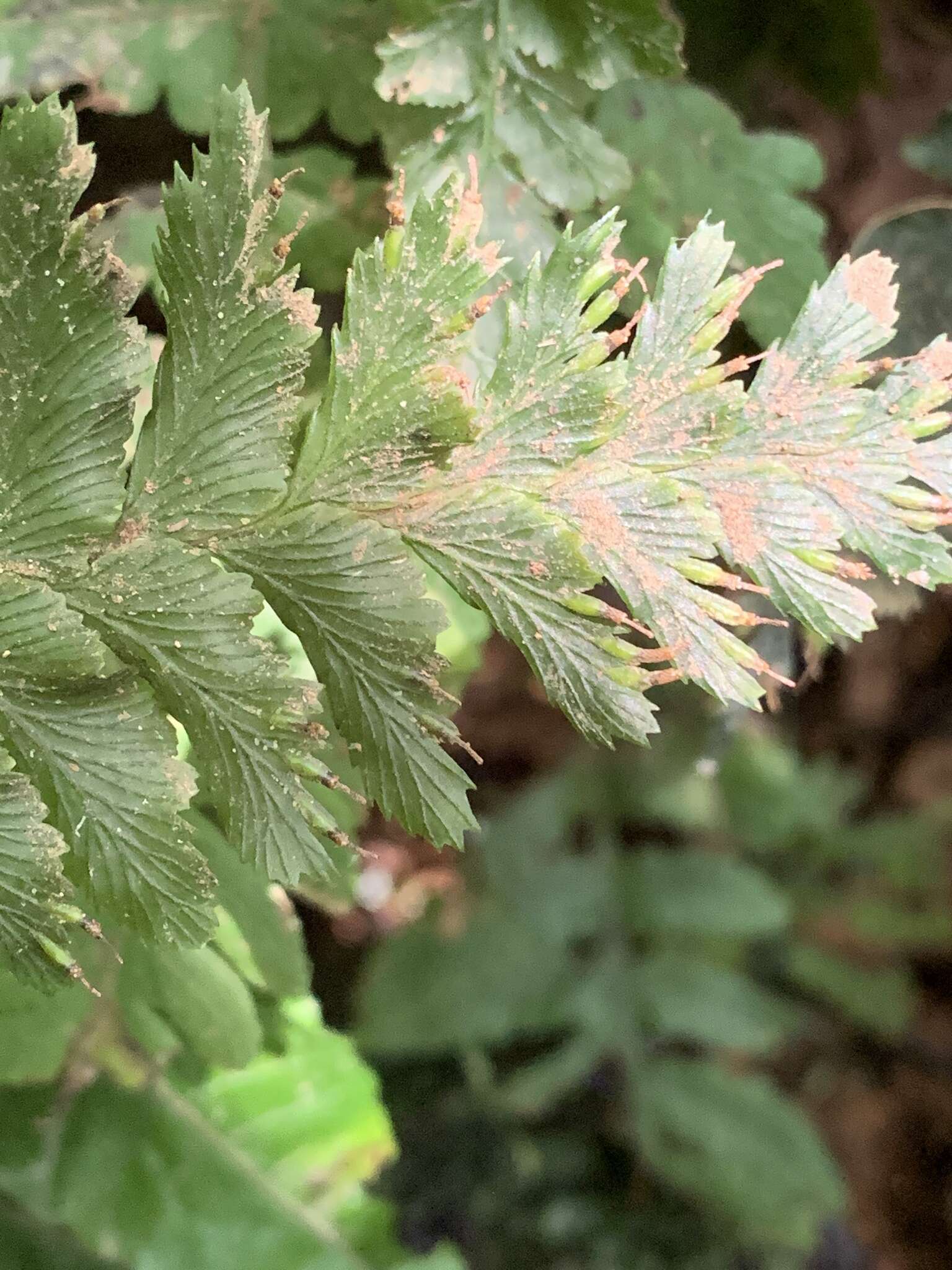 Cephalomanes javanicum var. asplenioides (C. Presl) K. Iwats.的圖片