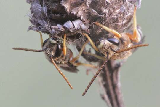 Image of Halictus simplex Blüthgen 1923