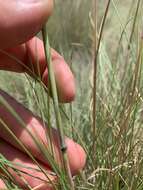 Image of Roemer's fescue