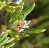 Image of Cliffortia eriocephalina Cham.