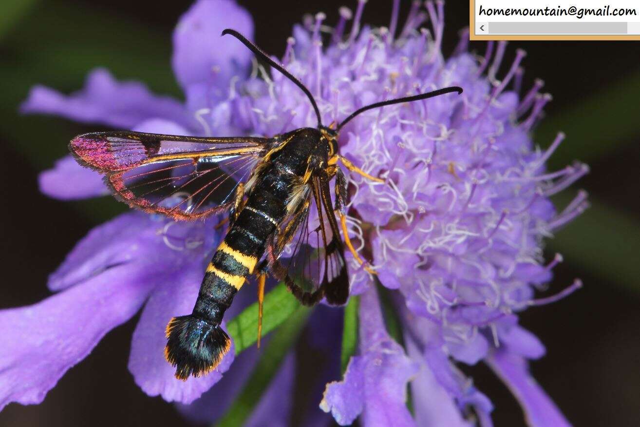 Image of Synanthedon bicingulata Staudinger 1887